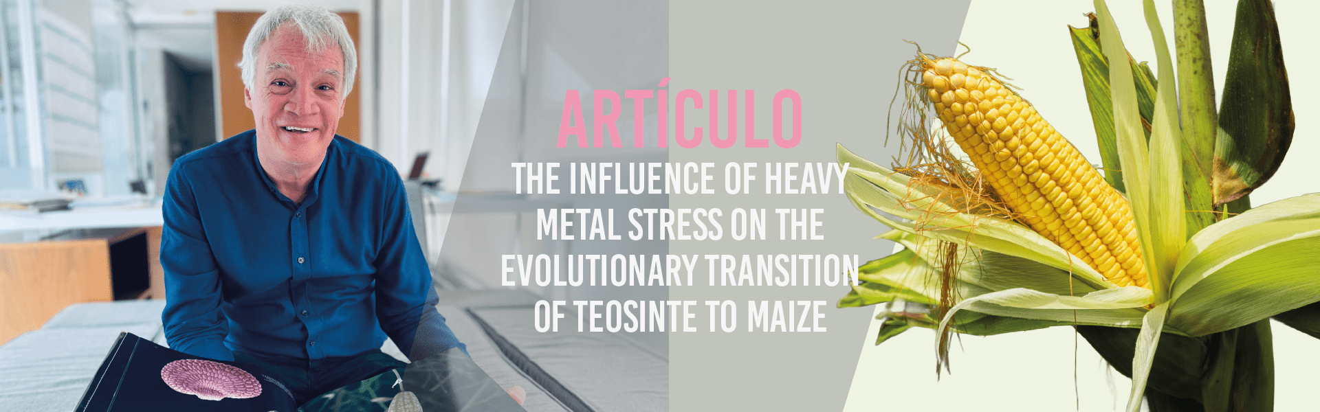 The influence of heavy metal stress on the evolutionary transition of teosinte to maize