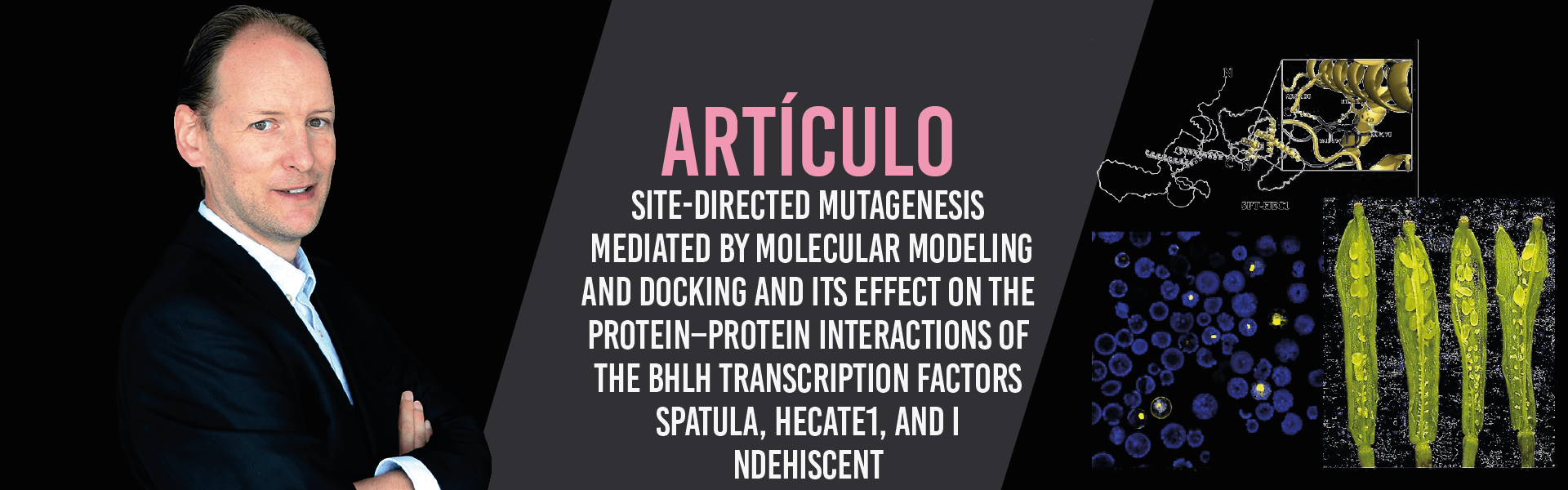 Site-Directed Mutagenesis Mediated by Molecular Modeling and Docking and Its Effect on the Protein–Protein Interactions of the bHLH Transcription Factors SPATULA, HECATE1, and INDEHISCENT
