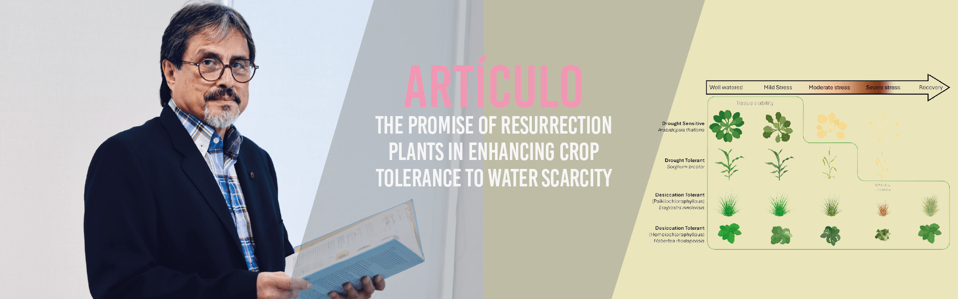 The promise of resurrection plants in enhancing crop tolerance to water scarcity