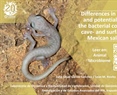 Differences in composition and potential function of the bacterial communities of cave- and surface-dwelling Mexican salamanders