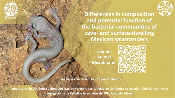 Differences in composition and potential function of the bacterial communities of cave- and surface-dwelling Mexican salamanders