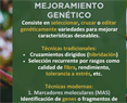 El Algodón