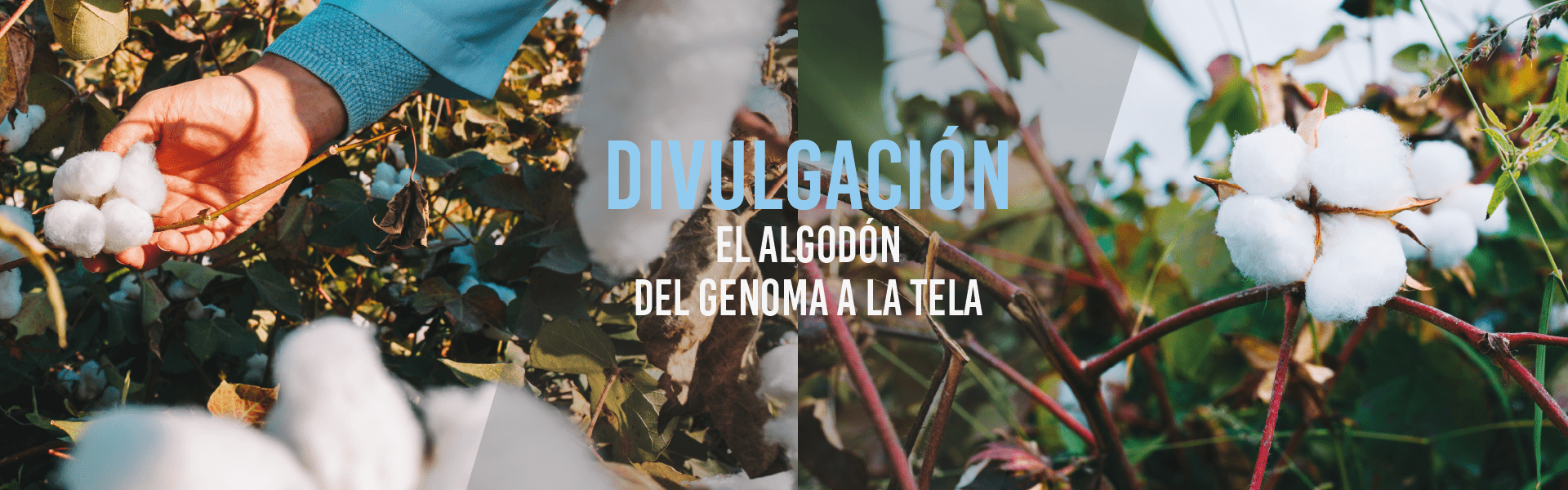 El Algodón