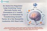 Dra. Claudia González-An Autocrine Regulator Loop Involving Tumor Necrosis Factor and Chemokine (C-C motif) Ligand-2 Is Activated by Transforming Growth Factor-β in Rat Basophilic Leukemia-2H3 Mast Ce
