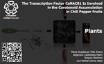 The Transcription Factor CaNAC81 Is Involved in the Carotenoid Accumulation in Chili Pepper Fruits