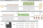 An optimized disease resistance gene cloning workflow for wheat