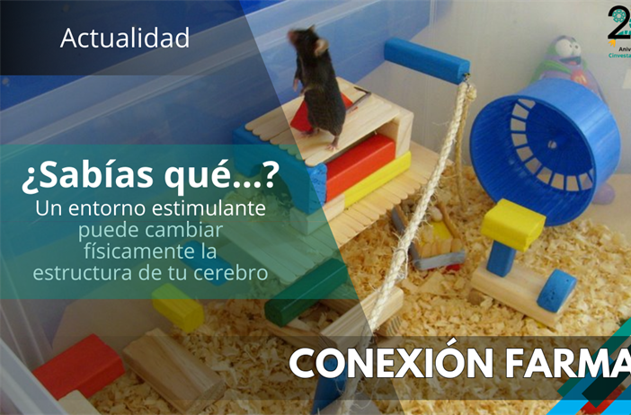 Las implicaciones del enriquecimiento ambiental en la plasticidad cerebral