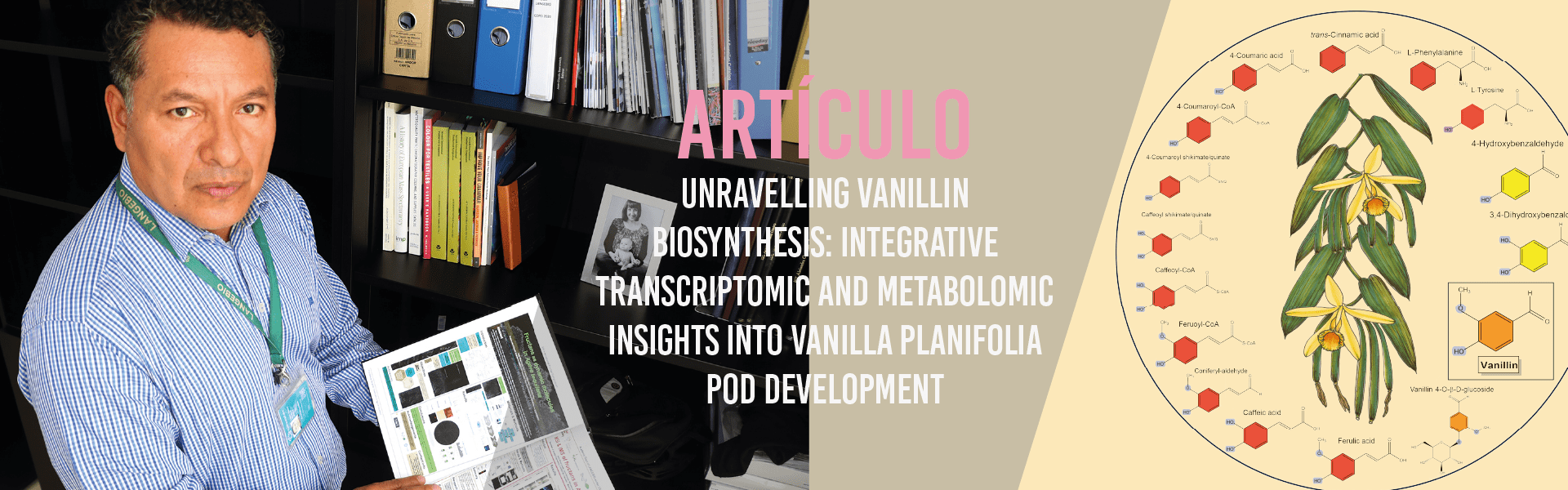 Unravelling Vanillin Biosynthesis: Integrative Transcriptomic and Metabolomic Insights into Vanilla planifolia Pod Development