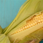 CRISPR-Cas: Innovaciones en la mejora genética del maíz para la sostenibilidad y seguridad alimentaria en México