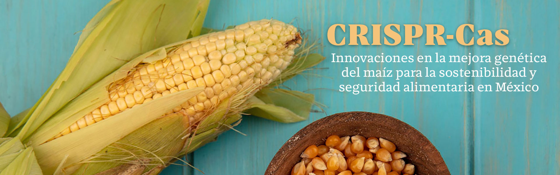 CRISPR-Cas: Innovaciones en la mejora genética del maíz para la sostenibilidad y seguridad alimentaria en México