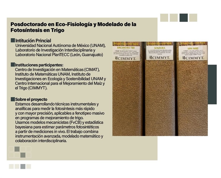 Posdoctorado | Eco-Fisiología y Modelado de la Fotosíntesis en Trigo.
