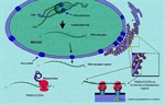 El análisis de transcriptomas como herramienta para estudiar y distinguir a las células...