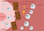 El cerebro dulce en la enfermedad de Alzheimer
