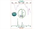 Potential of FT-MIR/GC-MS Multivariate Hyphenation for the Fast Characterization of Agavins Metabolism