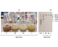 Disaccharides and Fructooligosaccharides (FOS) Production by Wild Yeasts Isolated from Agave