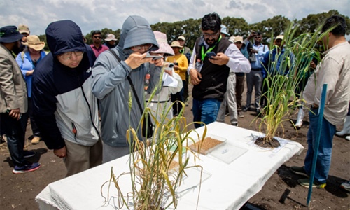2025 Toluca Field Day: From Genes to Impact: Accelerating Wheat Disease...