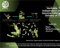 Heritable, Tissue Culture-Independent and Transgene-Free Genome Editing in Plants via Viral Delivery of CRISPR/AsCas12f