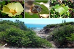 Conservation genetics of the wild cotton Gossypium turneri: a species threatened by tourism-driven coastal development in Sonora, Mexico