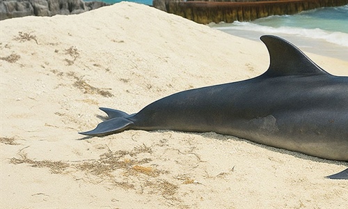Influencia las actividades humanas en los varamientos de delfines