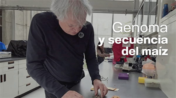 Cinvestav y el maíz mexicano