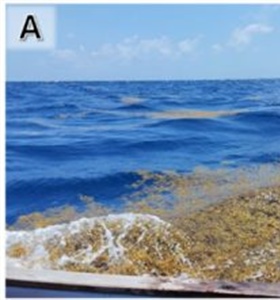 Emprendimientos biotecnológicos ante al desafío de los arribazones...