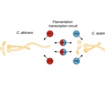 Filamentation Profiling Reveals Multiple Transcription Regulators Contributing to the Differences Between Candida albicans and Candida dubliniensis