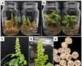 High Red–Blue Light Ratio Promotes Accelerated In Vitro Flowering and Seed-Set Development in Amaranthus hypochondriacus Under a Long-Day Photoperiod