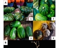 An Evolutionary Genomics View of Wild and Domesticated Cucurbita Species from Mexico