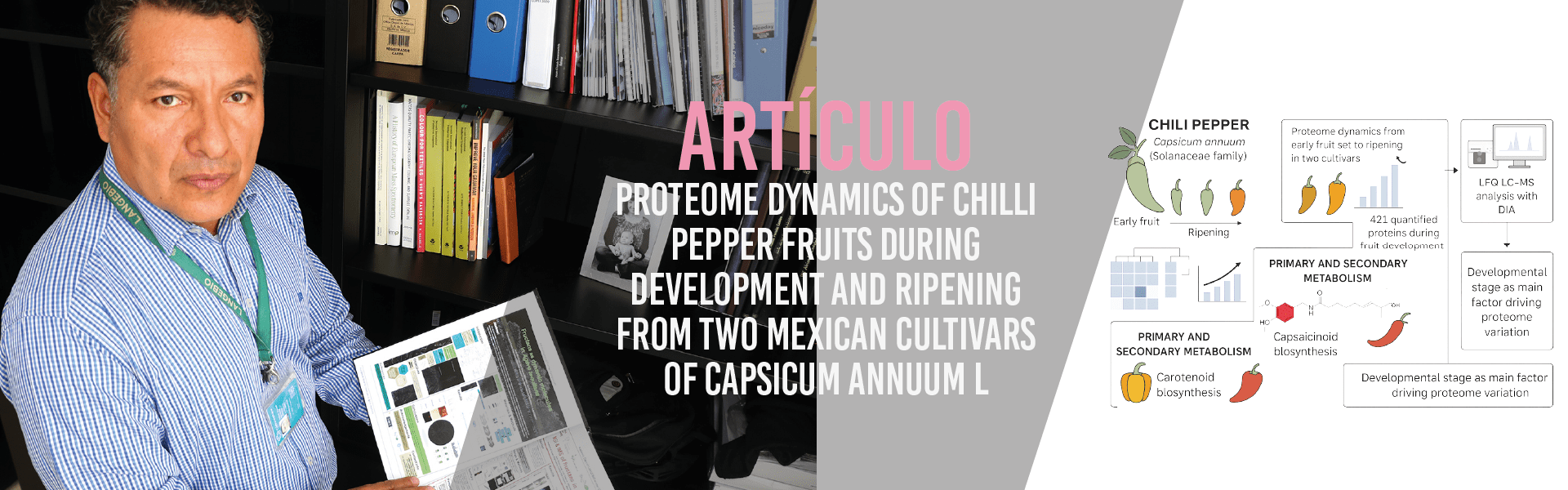Proteome dynamics of chilli pepper fruits during development and ripening from two Mexican cultivars of Capsicum annuum L