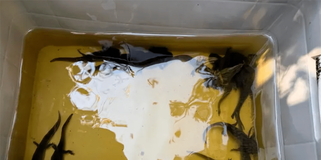 Preliberan en axolotario de Xochimilco ajolotes reproducidos por el...