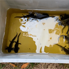 Preliberan en axolotario de Xochimilco ajolotes reproducidos por el CINVESTAV Irapuato