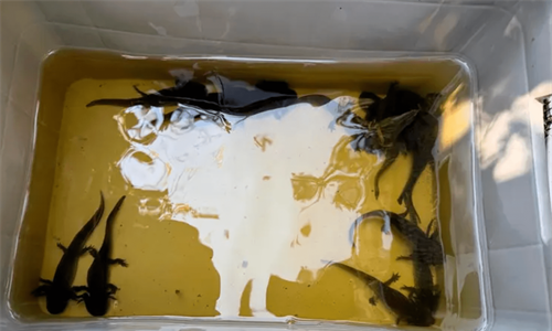 Preliberan mil ajolotes nacidos en la Unidad de Genómica Avanzada del...