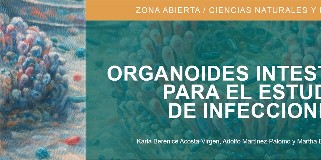 Organoides intestinales para el estudio de infecciones