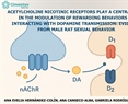 Acetylcholine nicotinic receptors play a central role in the modulation of rewarding behaviors by interacting with dopamine transmission: evidence from male rat sexual behavior