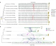 Origin and evolutionary trajectories of brown algal sex chromosomes