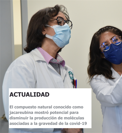 Evalúan compuesto natural frente a la inflamación pulmonar por covid-19