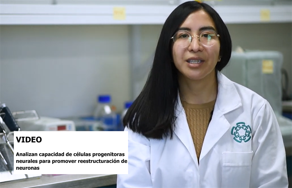Regeneración neuronal