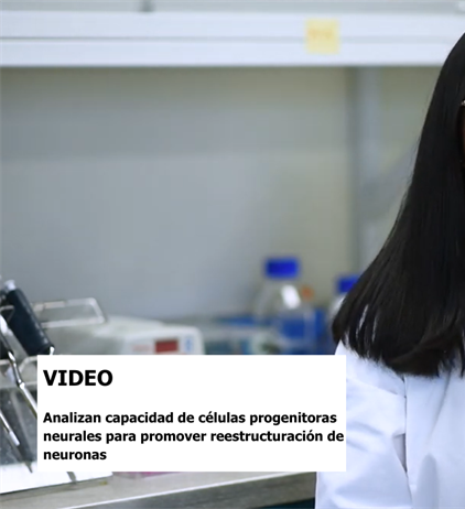 Regeneración neuronal