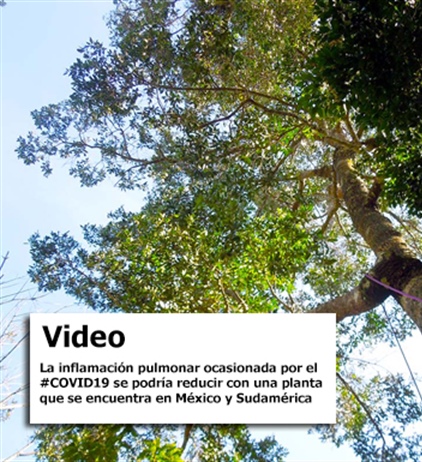 Propiedades antiinflamatorias de la  jacareubina de la planta Calophyllum