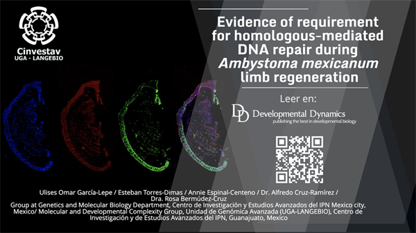 Evidence of requirement for homologous-mediated DNA repair during Ambystoma mexicanum limb regeneration