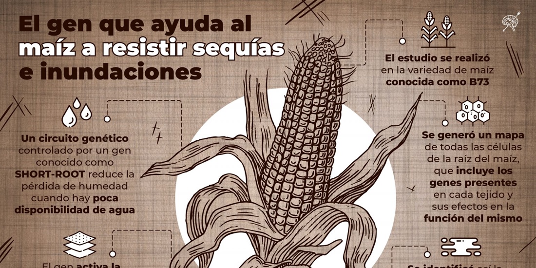 Científico mexicano identifica el gen que ayuda al maíz a resistir...