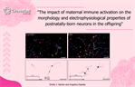 Emilio J. Galván - The impact of maternal immune activation on the morphology and electrophysiological properties of postnatally-born neurons in the offspring.