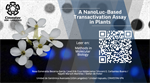 A NanoLuc-Based Transactivation Assay in Plants