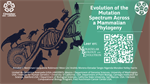 Evolution of the Mutation Spectrum Across a Mammalian Phylogeny