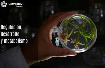 Regulación, desarrollo y metabolismo
