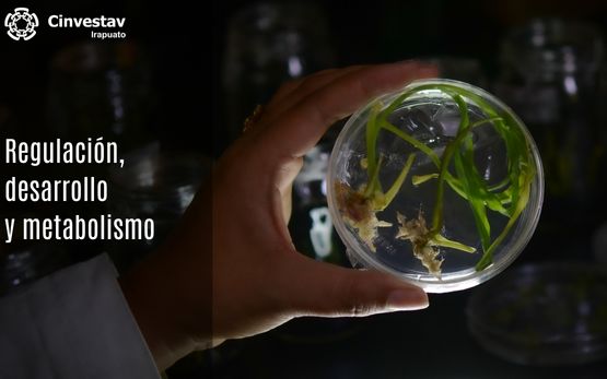 Regulación, desarrollo y metabolismo