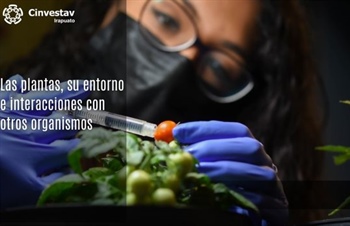 Las plantas, su entorno e interacciones con otros organismos