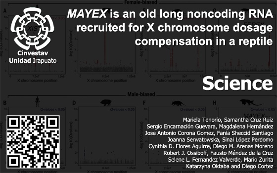 MAYEX is an old long noncoding RNA recruited for X chromosome dosage compensation in a reptile