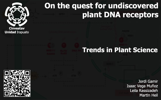 On the quest for undiscovered plant DNA receptors