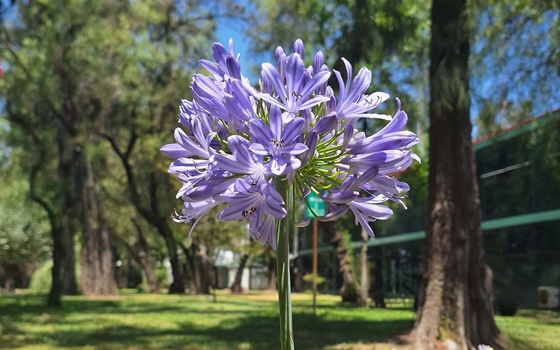 La primavera florece en Cinvestav